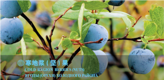 集團全力助推黑龍江大興安嶺委托招商引資，聚力將“冷資源”轉化為“熱經濟”！